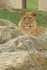 African Lion (Flamingo Land)