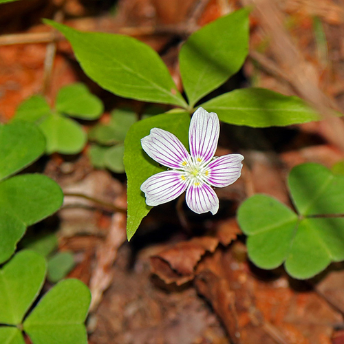 Oxalis montana is a species of flowering plant native to eastern North America. It is known by it's more common names…