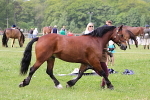 SIAL3406