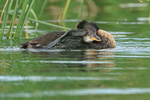 Red-necked Grebe scratching, Minnesota