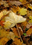 Autumn Leaves and Dew, IMG_3841