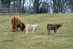 Highland cattle - 7838