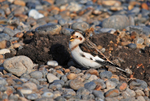 Snow Bunting