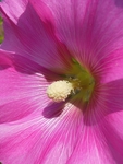 Hollyhock