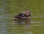 Mallard