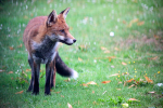 Urban Fox, Bristol _ UR072