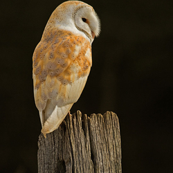 Barn Owl perched on a post