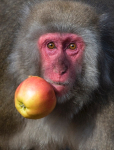 The Monkey and The Apple