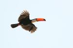 Toco Toucan portfolio