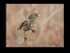 Darwin's ground finch