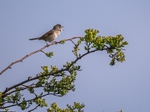 Common Whitethroat