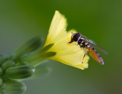 AnimalsCreatures _0030