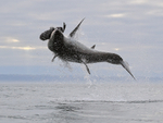 Great White Shark breach (frame 8), Mossel Bay, South Africa
