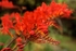 Crocosmia Lucifer2