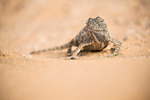 Namaqua Chameleon