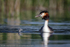 Great Crested Grebe (Podiceps cristatus) with chick