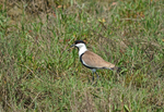 Spur-winged Plover