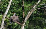 Tabin wildlife reserve