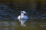Smew