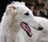 CIC ULIIA Tsar Borzois (Urik du Grand Fresnoy x Raskida)