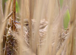 Reed Warbler nest on Brownsea Island