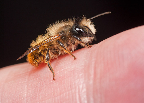 A male, found indoors. Warwickshire, May 2012.