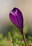Spring Crocus - RPNP0021