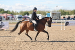 Class 305 - Ridden Foreign Breed Pure Bred portfolio