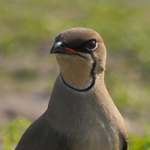 Collared Pratincole portfolio