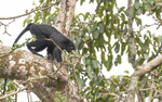 Satanic black Colobus