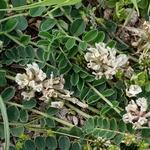 Sprawling milk vetch (Astragalus depressus) flowers whitiish