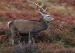 Red Deer