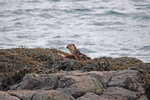 Otters