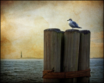Gull and Statue of Liberty - NY Harbour