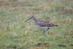 Whimbrel