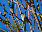 Male Blackcap
