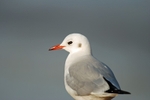 Black-headed Gull