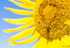 Sunflower Bee 4