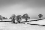 Snowy Oak Landscape