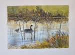 Pond
