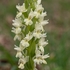 Roman orchid (Dactylorhiza romana