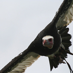 hungry vulture
