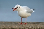 December 2011 - Black-headed Gull