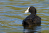 Coot
