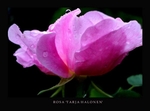 Rosa 'Tarja Halonen'
