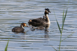 Great Crested Grebe Family