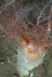 Thyonidium drummondii
