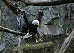 The Eagle has landed