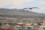Peruvian Pelican, Chanaral de Aceituno, Chile