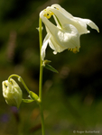 Columbine (01)